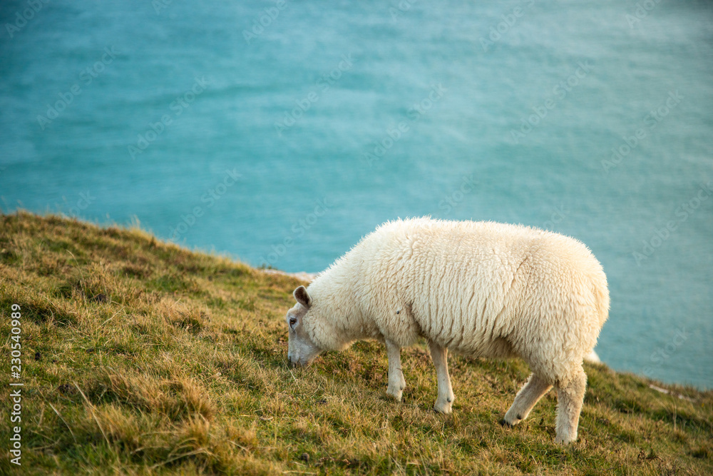 Irish Sheep in Slea Head, Dingle Circle, Ireland Irish Sheep in Slea Head, Dingle Circle, Ireland