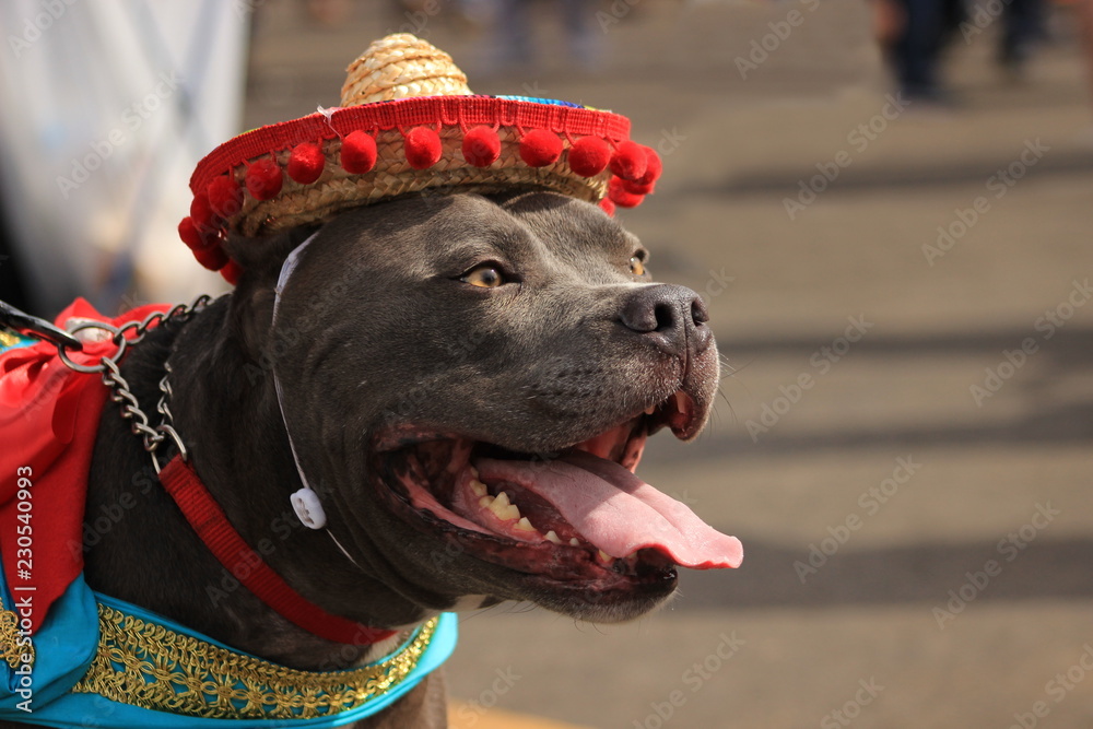 Pit bull wearing Mexican hat Stock Photo | Adobe Stock