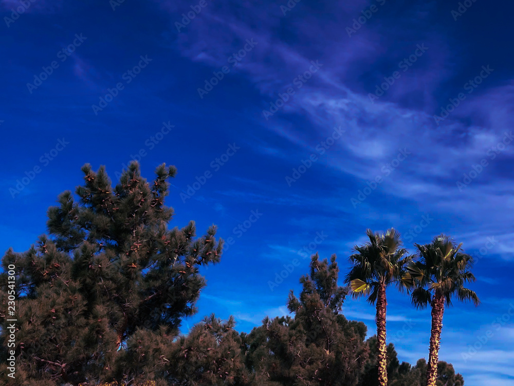 Obraz premium Trees and twilight Skies