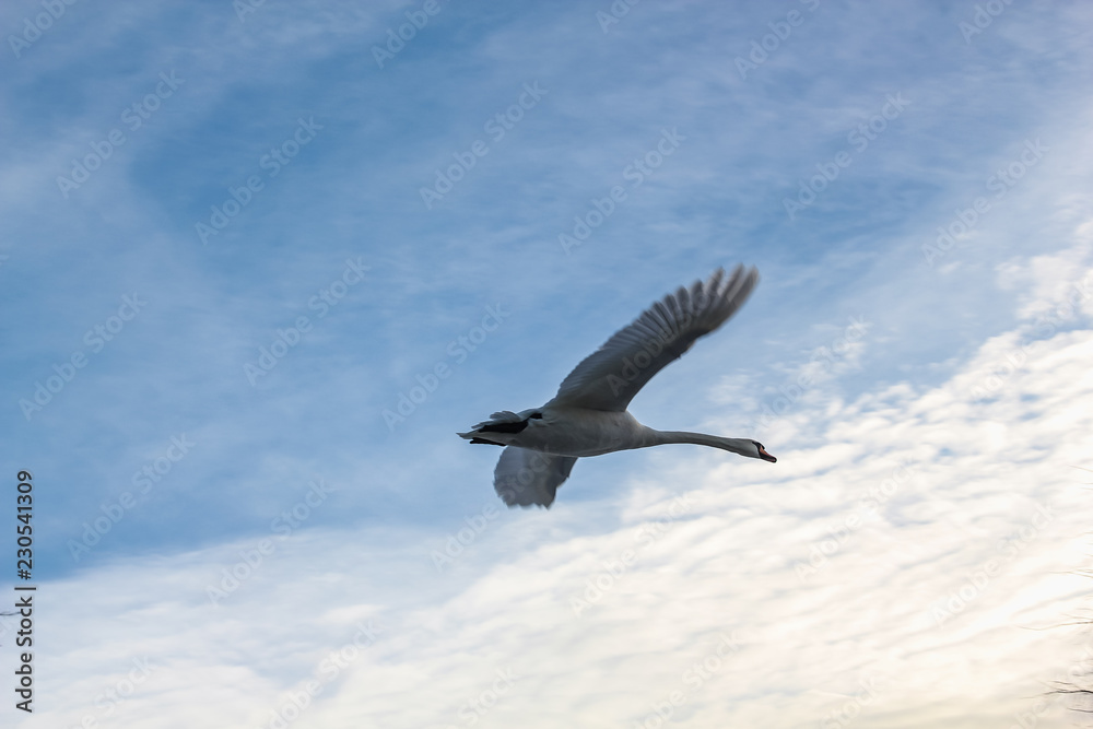 Fototapeta premium taking off from the water against the sky and clouds in Odense, Denmark