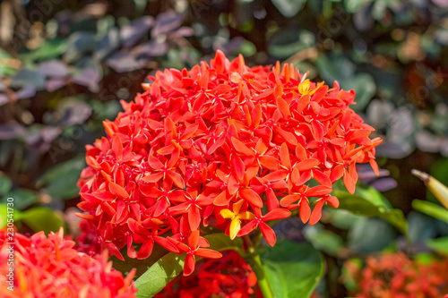 red flowers in garden