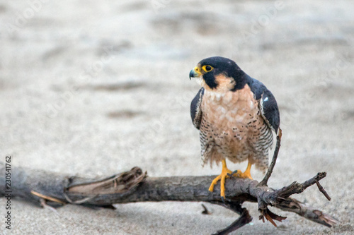 Red Shouldered Hawk perched on driftwood on McGrath State Park beach in Ventura California United States photo