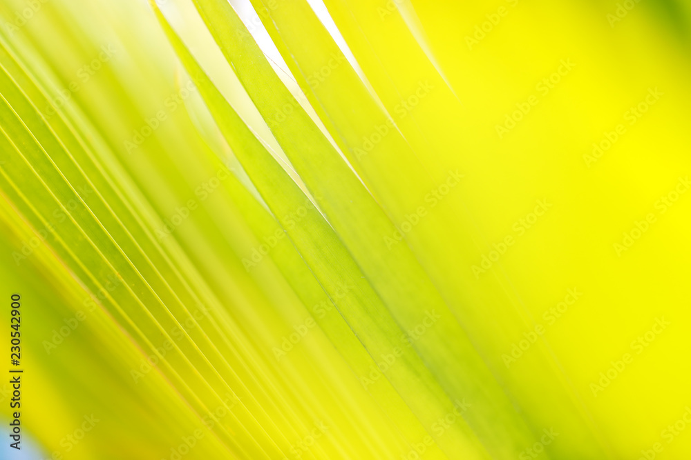 closeup green leaf in nature with sunlight closeup green leaf in nature with sunlight