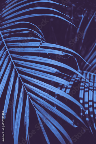 Abstract tropial palm leaves background. photo