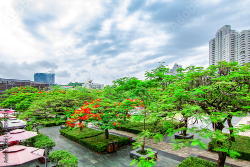 Phoenix Flower Landscape in Shenzhen