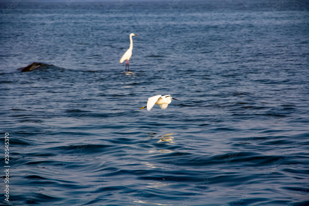 Obraz premium Playful egrets