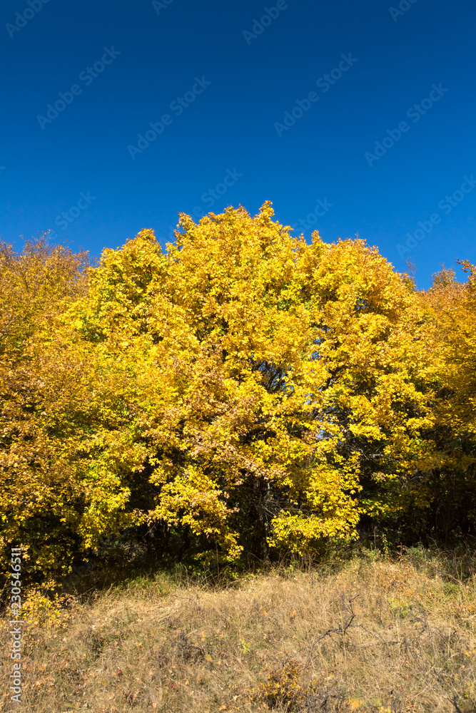 Fototapeta premium Amazing Autumn Panorama of Cherna Gora (Monte Negro) mountain, Pernik Region, Bulgaria