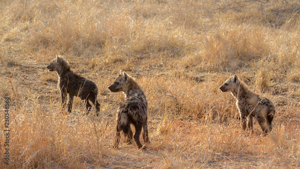 Fototapeta premium Spotted hyaena in Kruger National park, South Africa ; Specie Crocuta crocuta family of Hyaenidae