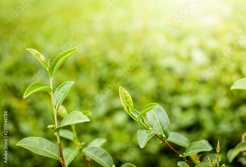 New growth green tea buds and fresh leaves in tea plantation area under morning sunlight. Green tea helps with clean blood vessel, keeping blood pressure stable and some believe as weight controller.