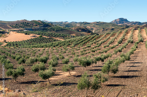 Olive grove in the mountains of Andalusia