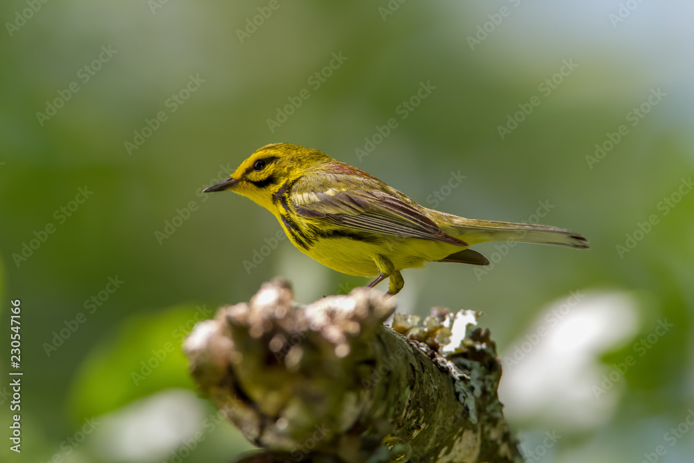 Fototapeta premium Prairie Warbler
