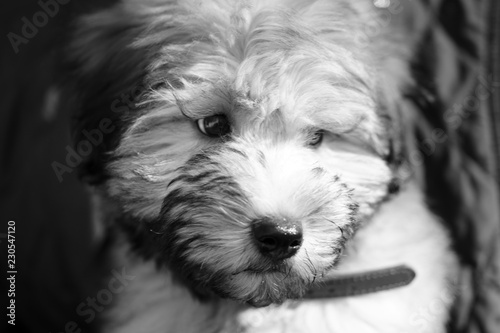 Фотография A pure bred Wheatan Terrier puppy dog .