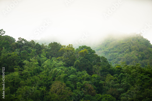 Tropical rainforest with fog in Mae Sot, Tak province, Thailand.