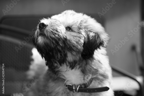 Φωτογραφία A pure bred Wheatan Terrier puppy dog .