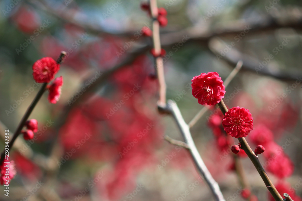Japanese plum blossoms in early spring Japanese plum blossoms in early spring
