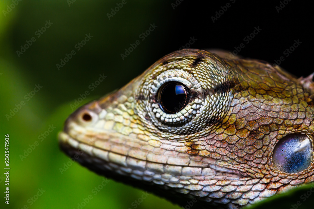 Marco chameleon isolated on background black beautiful