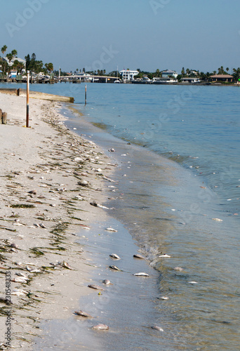 Dead fish washed up on the shore of Boca Ciega Bay due to Red Tide near St. Pete Beach, Florida.