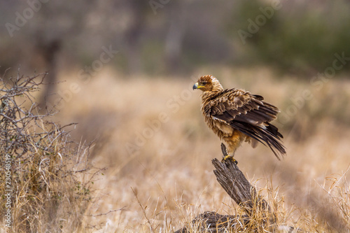 Wahlberg s Eagle in Kruger National park, South Africa ; Specie Hieraaetus wahlbergi family of Accipitridae