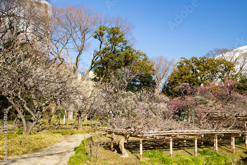 Plun blossoms in Koishikawa Korakuen Park photo