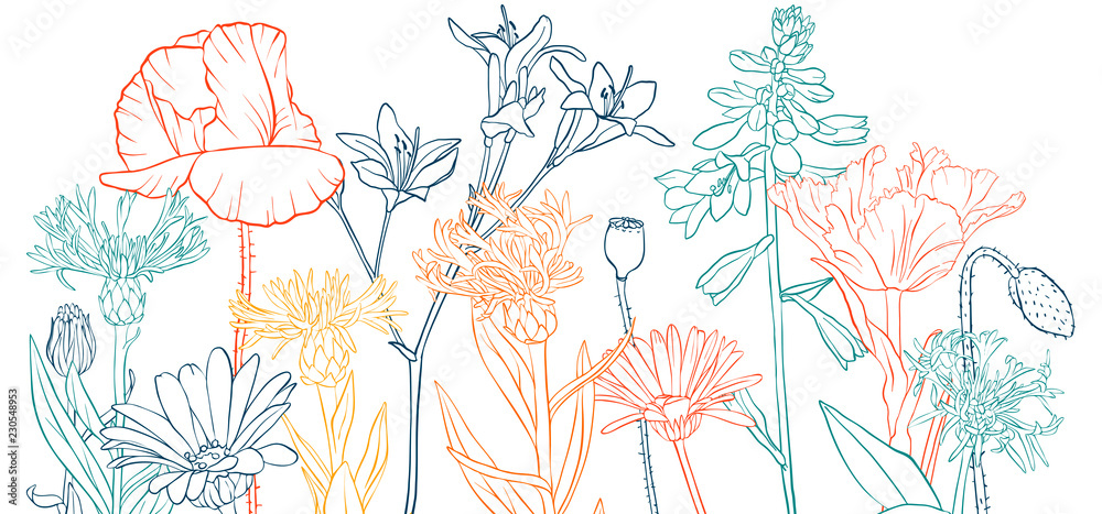 Fototapeta vector drawing poppy flowers