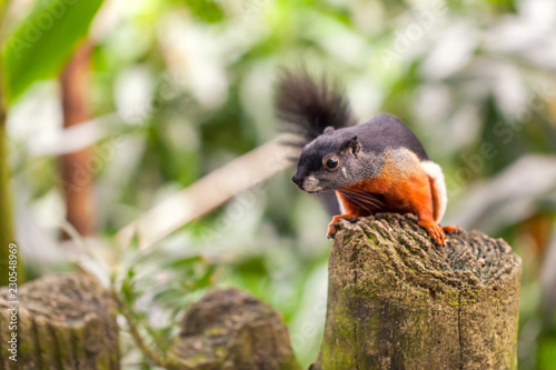 Tricolor asian prevost's squirrel sits on a stump photo