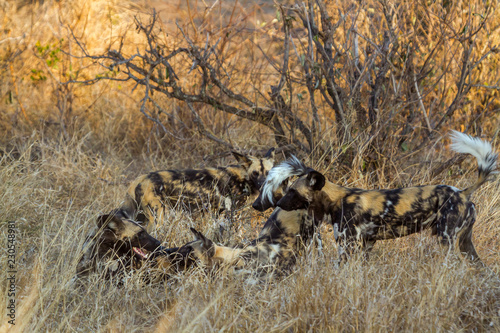 African wild dog in Kruger National park, South Africa ; Specie Lycaon pictus family of Canidae photo