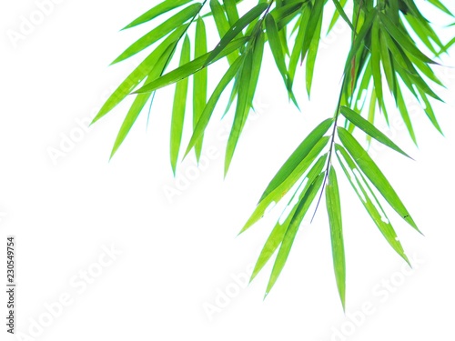 Green bamboo leaves on white background