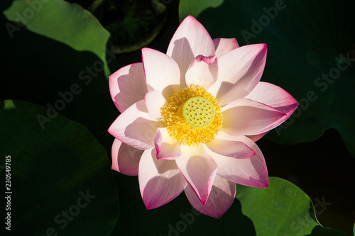 Lotus blooming in the pond