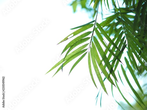 Green bamboo leaves on white background