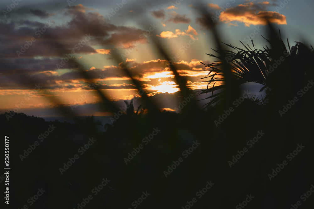 Fototapeta premium Tropical ferns with sunset backdrop in Hawaii
