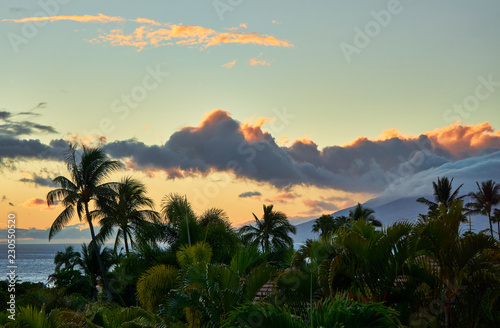 Tropical palm trees in Maui sunset