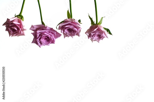 The fresh violet color roses isolated on white background that have space for text. Rose is flower that the lover likes to give to each other for Valentine’s Day in 14 February of every year.
