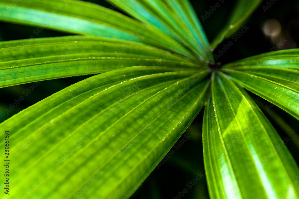 Fototapeta premium OLYMPUS DIGITAL CAMERA