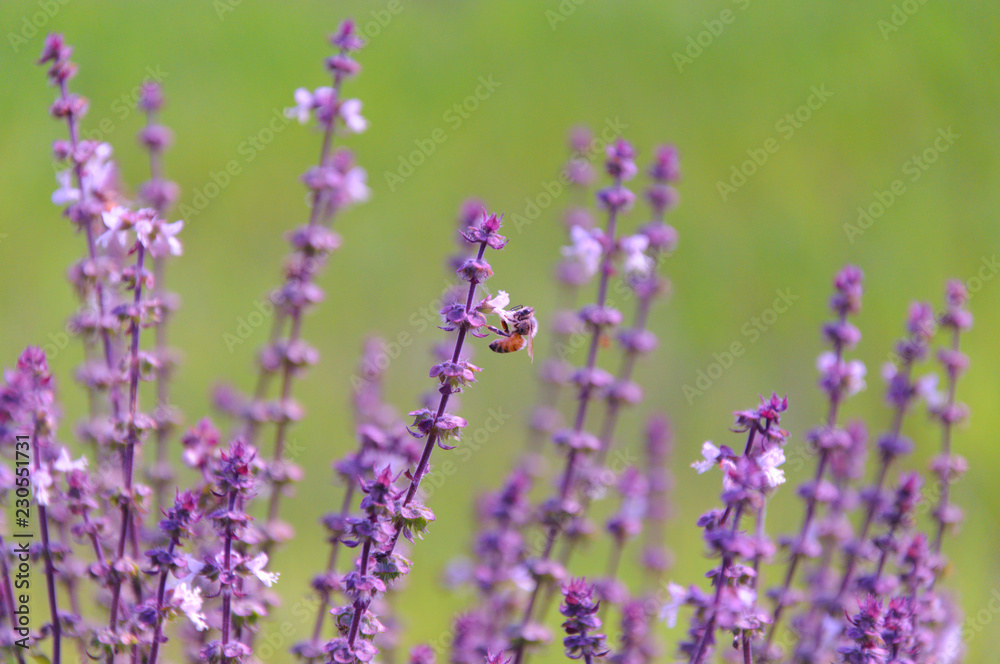 Fototapeta premium Bee is sucking nectar from beautiful basil leaf flowers which is purple color with blurred green background of rice field.