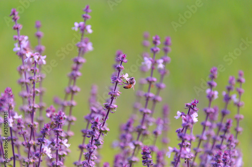 Bee is sucking nectar from beautiful basil leaf flowers which is purple color with blurred green background of rice field.