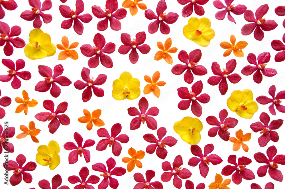 Colorful wallpaper background and texture made from red, orange and yellow color orchid flowers isolated on white background. Colorful wallpaper background and texture made from red, orange and yellow color orchid flowers isolated on white background.