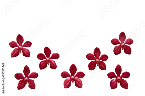 Flower Frame from red color orchid isolated on white background and space for text.