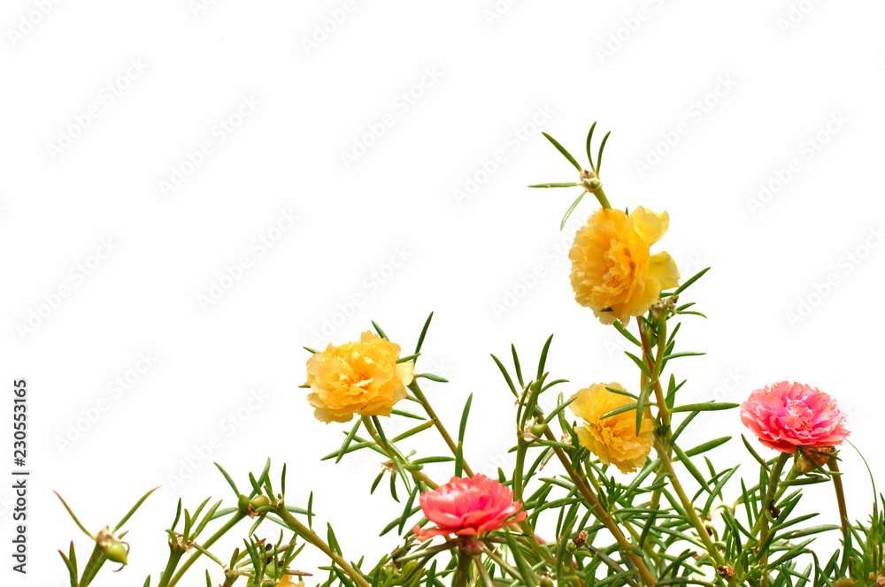 Yellow And Orange Color Moss Rose Flower Or Purslane Ten O Clock Sun Rose Portulaca Flowers With Green Leaves Isolated On White Background With Space For Text Stock Photo Adobe Stock