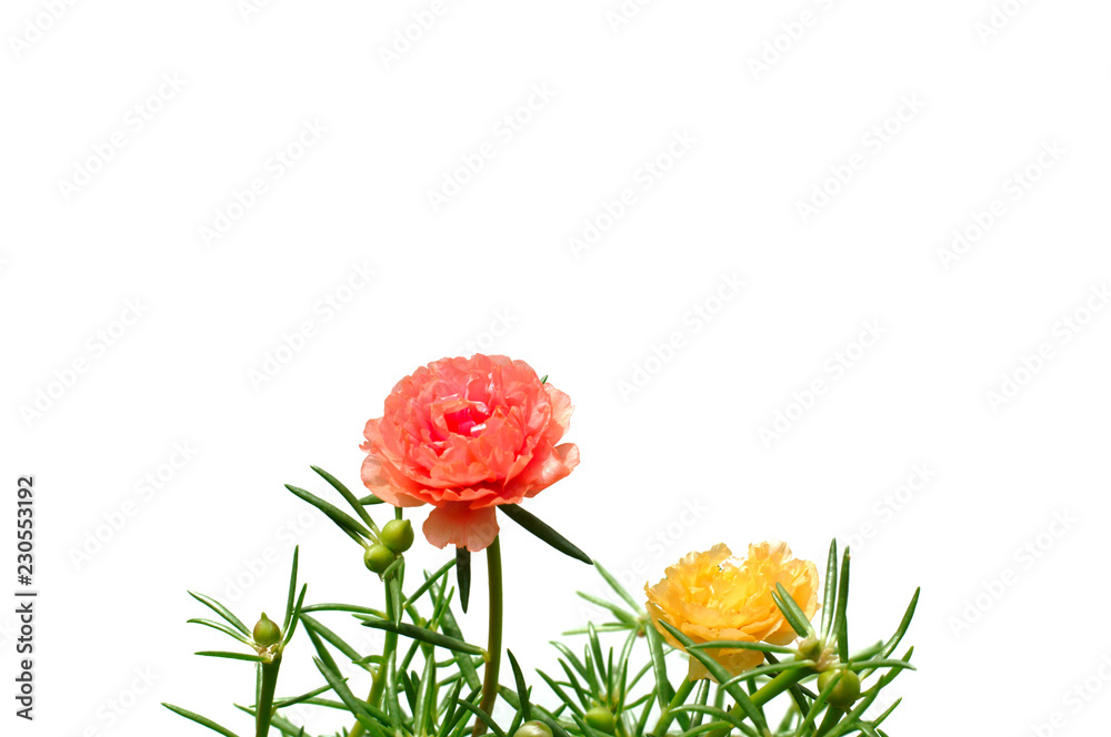 Yellow And Orange Color Moss Rose Flower Or Purslane Ten O Clock Sun Rose Portulaca Flowers With Green Leaves Isolated On White Background With Space For Text Stock Photo Adobe Stock Yellow And Orange Color Moss Rose Flower Or Purslane Ten O Clock Sun Rose Portulaca Flowers With Green Leaves Isolated On White Background With Space For Text Stock Photo Adobe Stock