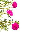 Pink color Moss Rose flower (or Purslane, Ten O'Clock, Sun Rose, Portulaca flowers) with green leaves isolated on white background with space for text.