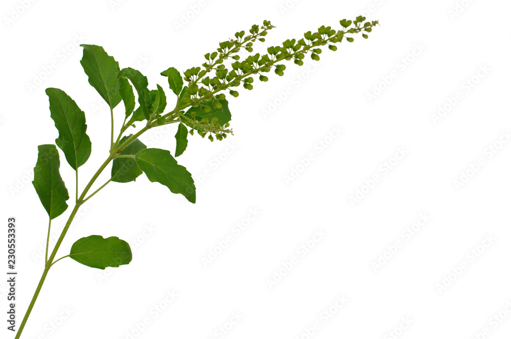 Naklejka premium Holy basil or hot basil leaves are use as ingredient of famous Thai cooking