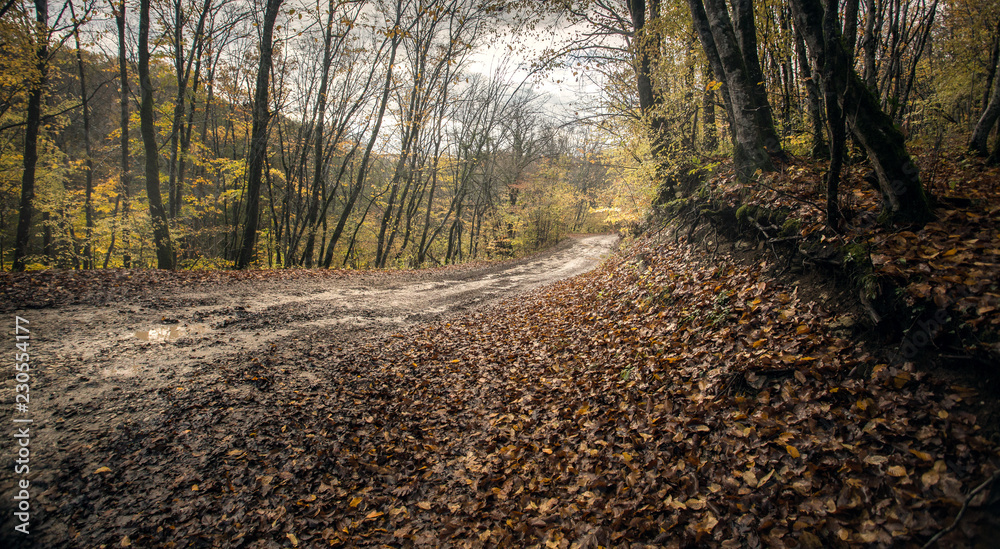 Fototapeta premium The concept of autumn. A long-distance Dirt road after a rain in the autumn forest covered with fallen yellow leaves