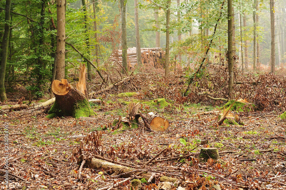 timber forest with tree stumps and stacked log in background timber forest with tree stumps and stacked log in background