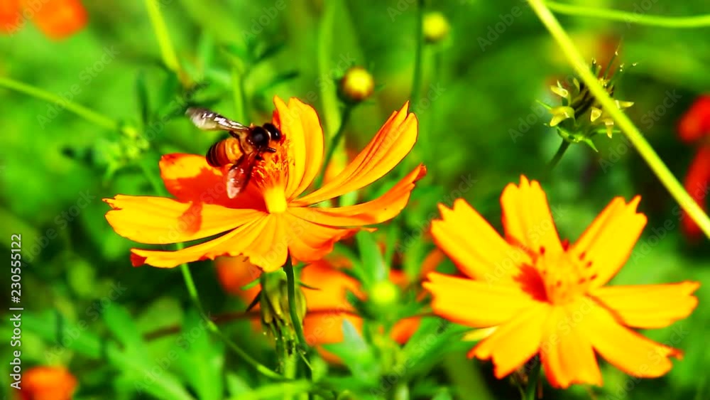 Bees with flowers in the garden Bees with flowers in the garden