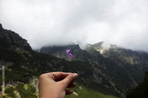 A young woman-traveler holds a pink flower - Soldanella, the Tatra mountains, beautiful views