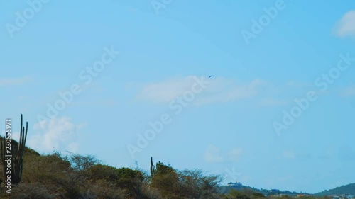 Bird soaring high through blue sky over Curacao catcuts landscape, Caribbean photo