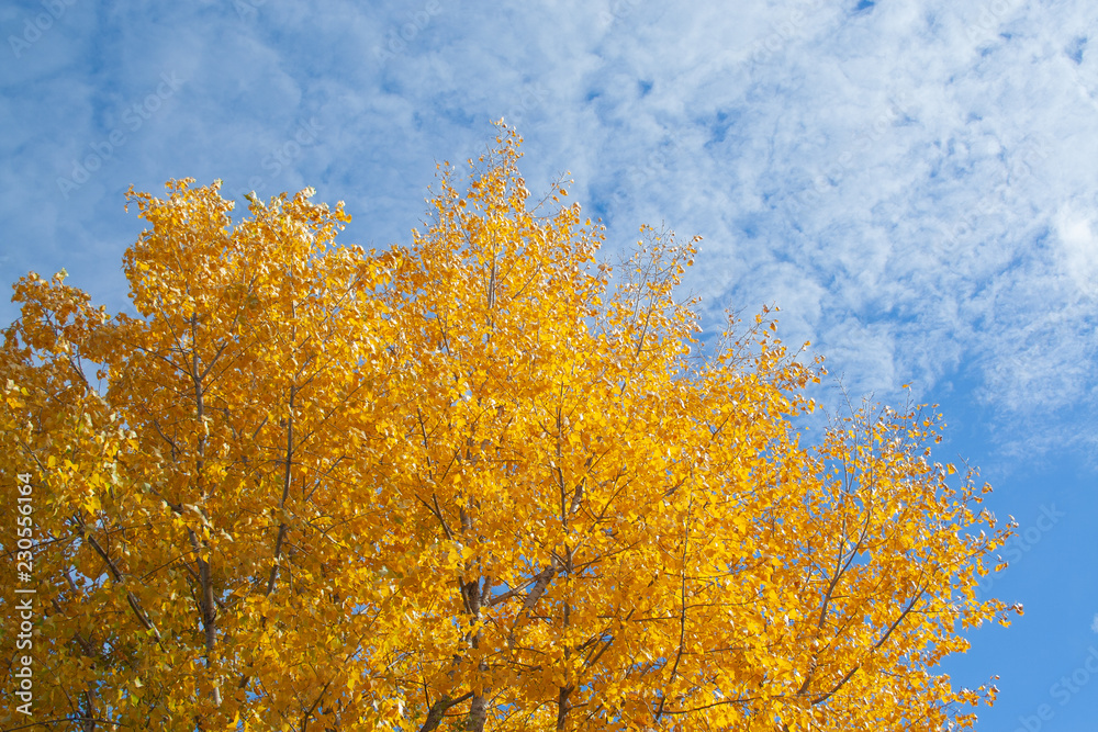 Fototapeta premium Tree with yellow leaves.