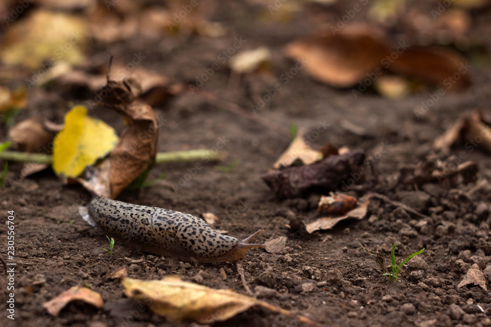 Limax maximus - leopard slug crawling on the ground among the leaves and leaves a trail