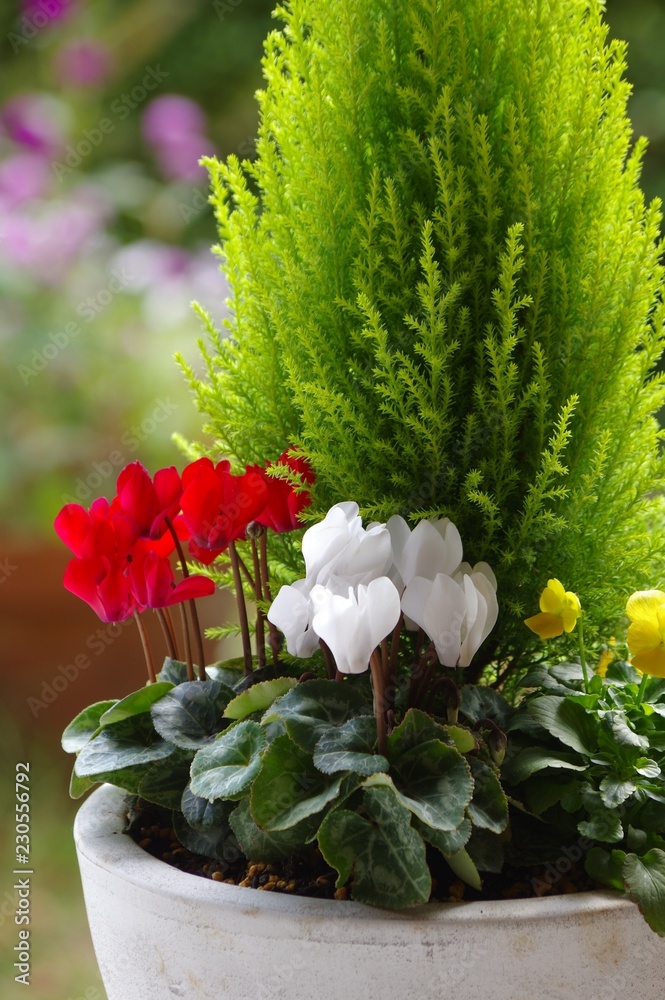 シクラメンとゴールドクレストの寄せ植え シクラメン ゴールドクレスト Stock Photo Adobe Stock