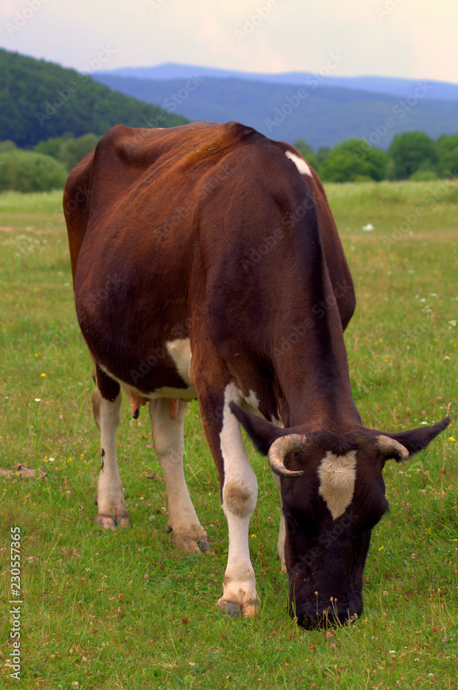 cow on pasture cow on pasture